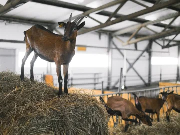 Goat Farm Housing Policy Enforces 500-Meter Buffer Rule