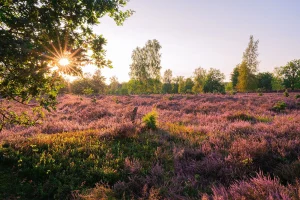 Oirschotse Heide Recovery: 65 Hectares Bounce Back with New Growth