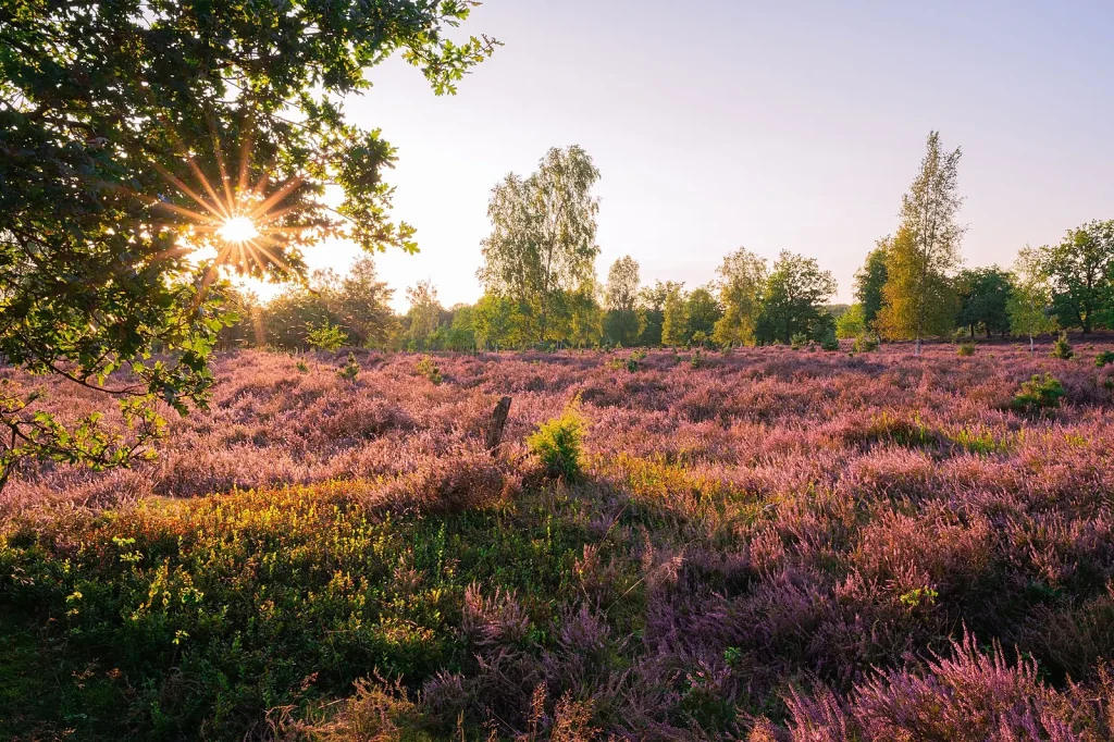 Oirschotse Heide Wildfire: Recovery Brings New Growth