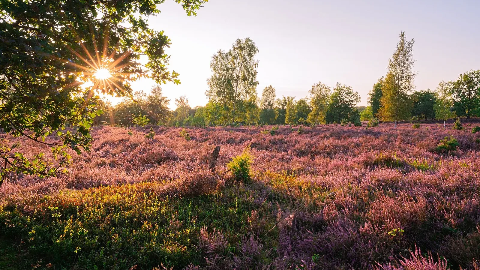 Oirschotse Heide wildfire recovery near Eindhoven