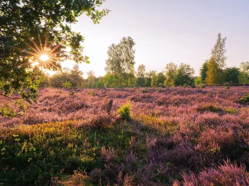 Oirschotse Heide wildfire recovery near Eindhoven