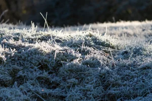 Twente Summer Frost Triggers Concerns with 3°C Drop