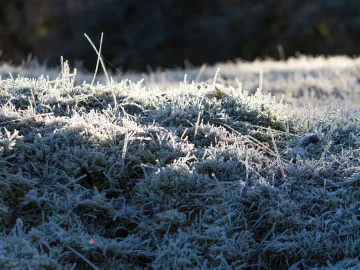 Twente summer frost highlights unusual weather