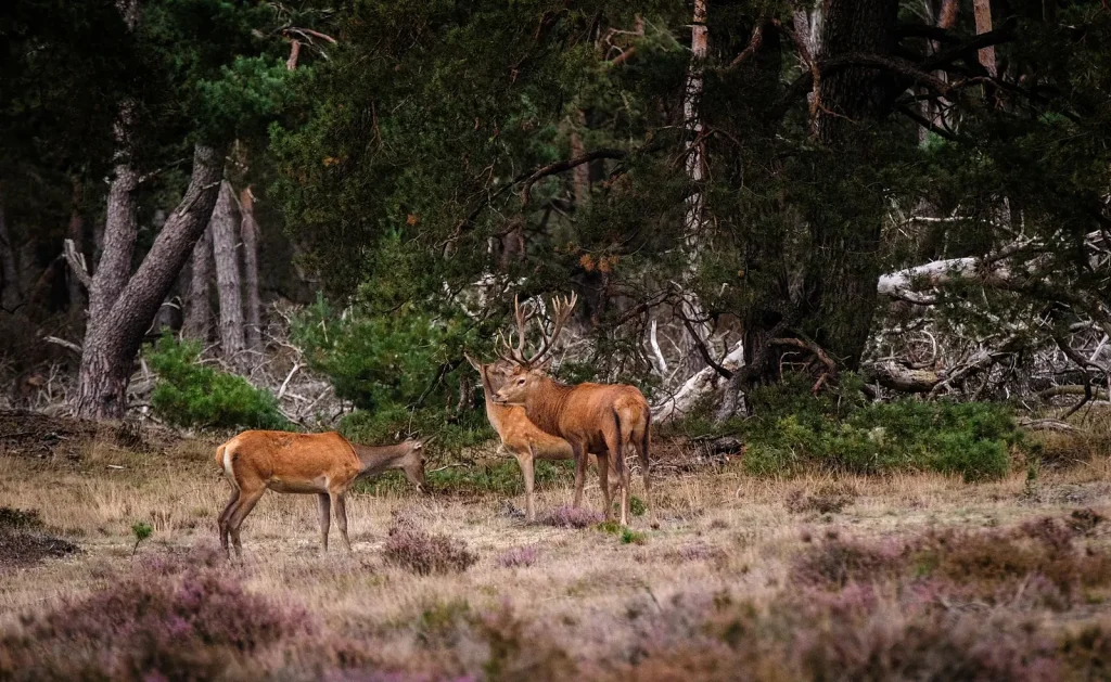 Veluwe Wildfire Prevention Boosted with Controlled Burns