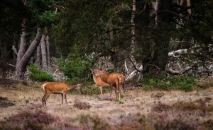 Veluwe Wildfire Prevention Boosted with Controlled Burns