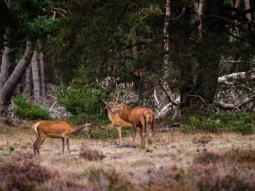 Veluwe wildfire prevention efforts during drought