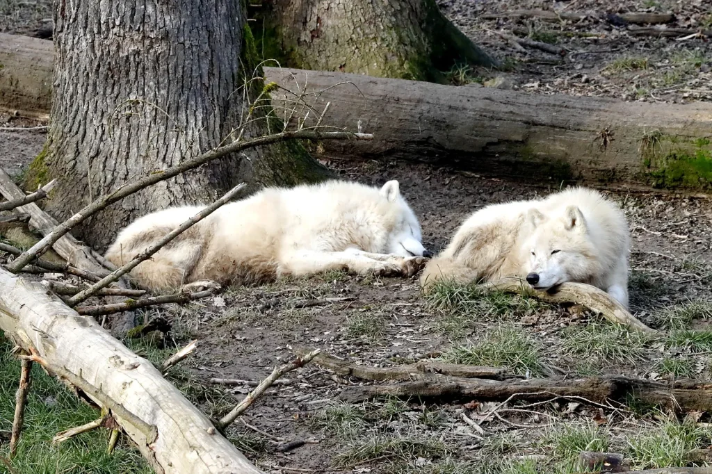 Wolves management policy in Dutch provinces