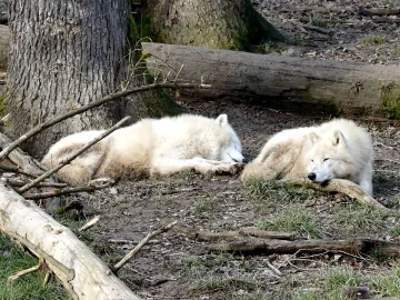 Wolves management policy in Dutch provinces