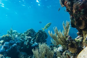 Bonaire Coral Reef Decline Plunges to 5% Coverage