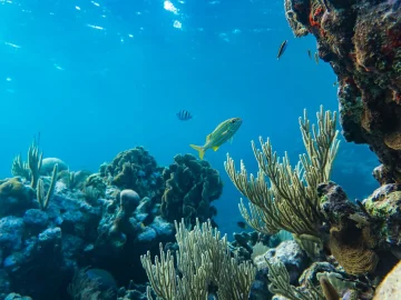 Bonaire coral reef decline