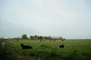 Dutch Agriculture Sees 10-30% Yield Drop Amid Drought