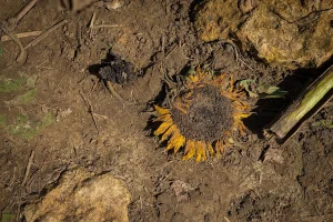 Dutch Drought Concerns Rise as Ecosystems Face Threats