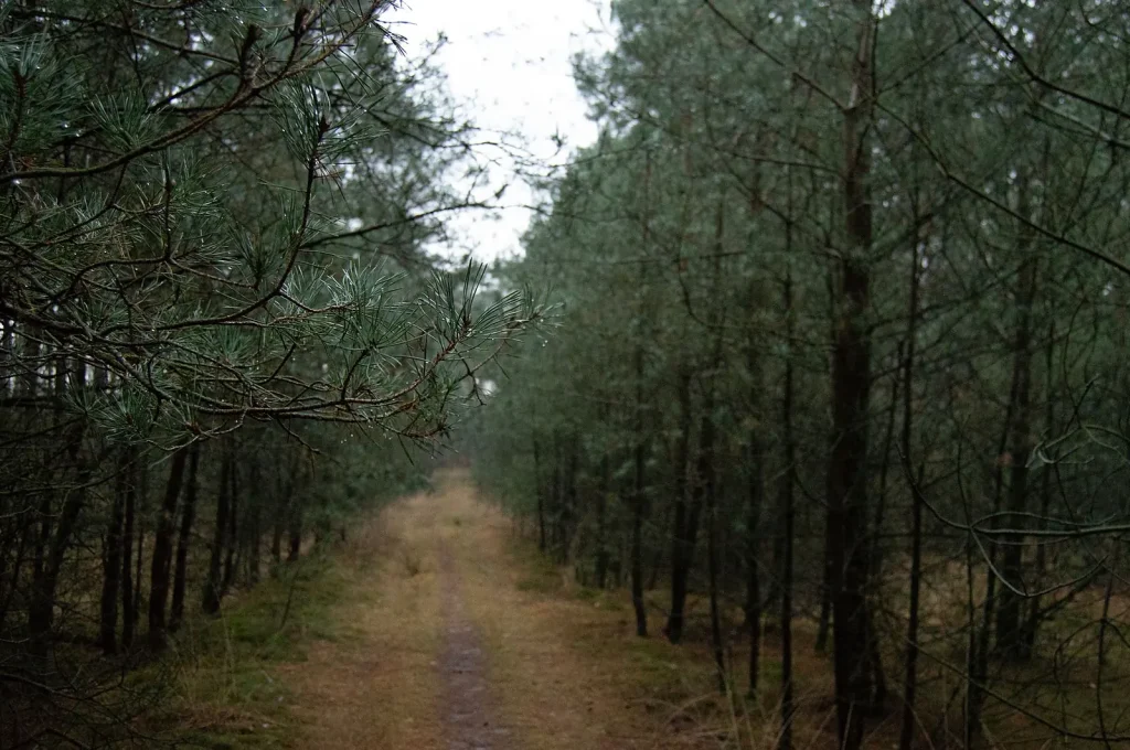 Dutch drought impacts vegetation with early leaf fall