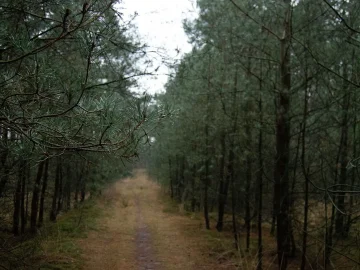Dutch drought impacts vegetation with early leaf fall