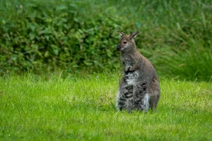 Escaped Wallaby Returns to Zoo Veldhoven After 6 Months