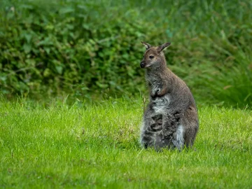 Escaped wallaby returns to Zoo Veldhoven