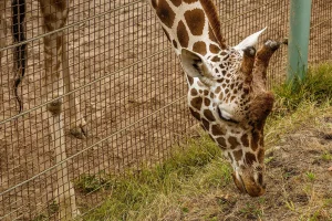 GaiaZOO Lion Death Biodiversity Concerns