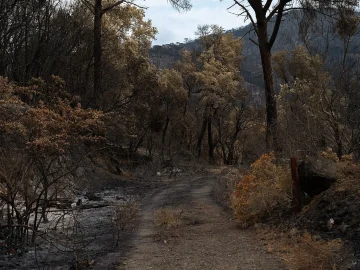 Limburg forest fire containment efforts