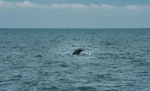 Minke Whale Stranding on Vlieland Environmental Concerns