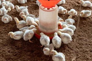 Salmonella Outbreak in Belgium Affects 300, Dutch Warn of Risks