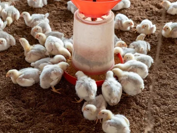 Salmonella outbreak Belgium affects Netherlands