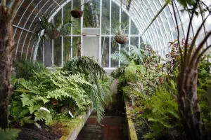Sprinkler Ban in Western Netherlands Threatens 150 Growers