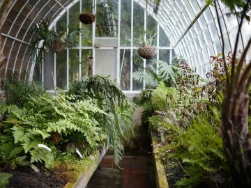Sprinkler ban impact on growers in Western Netherlands