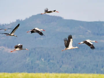 Stork recovery in the Netherlands
