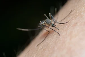 West Nile Virus Reappears in Netherlands with Nine Cases