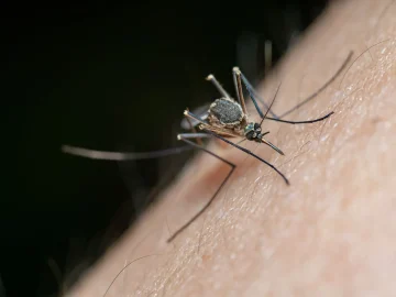 West Nile virus Netherlands impact